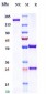 Anti-Zaire Ebola virus Reference Antibody (Odesivimab)